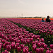 Bollenroute Noordoostpolder