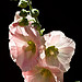 Hollyhocks