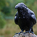 Clan Donald