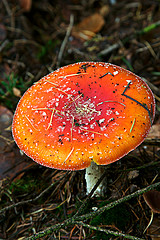 Rood met witte stippen Rood met witte stippen