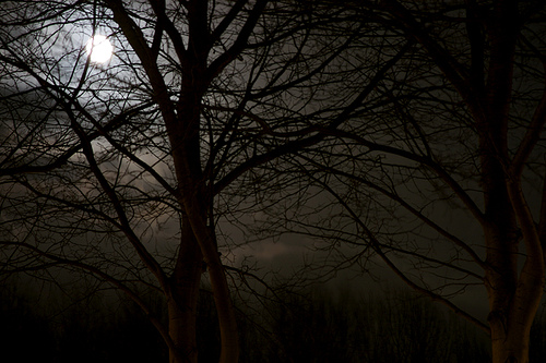 Zie de maan schijnt... Zie de maan schijnt...