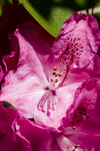 Rododendron Rododendron