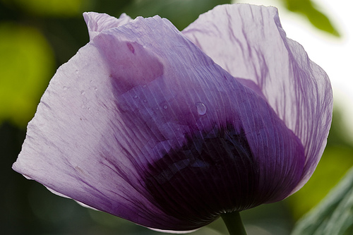Waterdrop Waterdrop