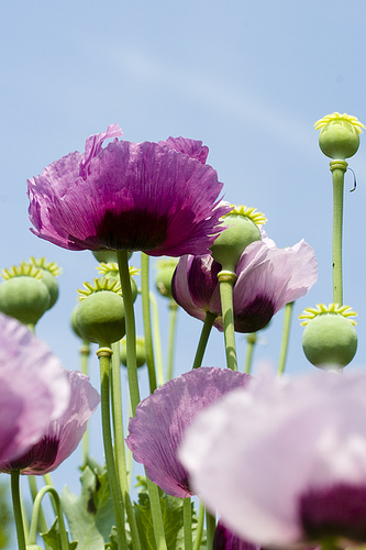Papaver Papaver