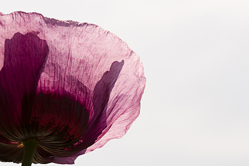 Papaver Papaver