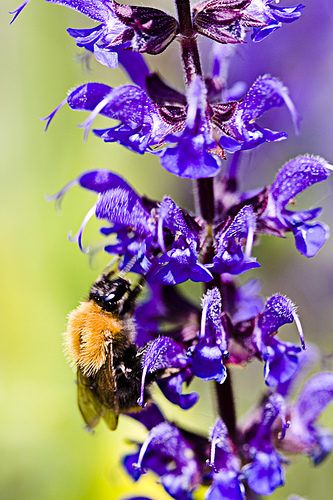 Hommel Hommel