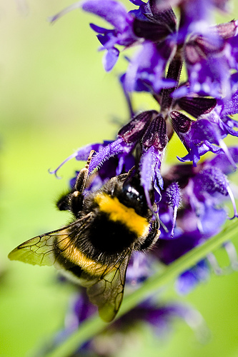 Hommel Hommel