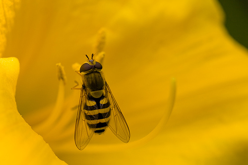 Yellow on yellow Yellow on yellow