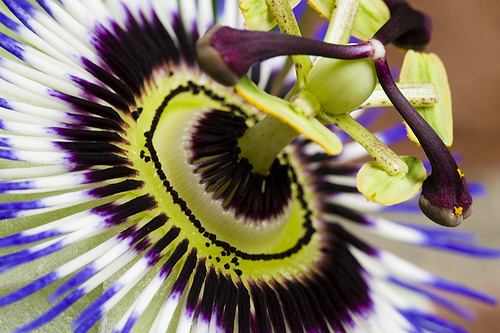 Passiebloem Passiebloem