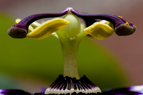 Passiebloem Passiebloem