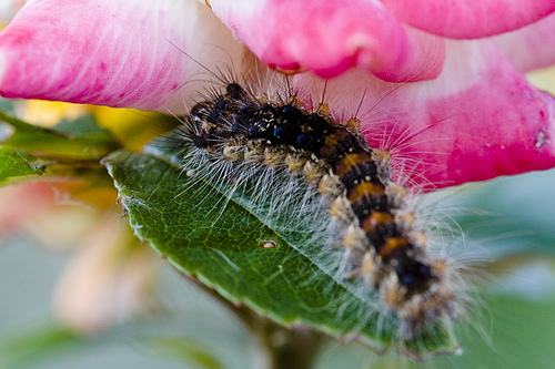 Caterpillar