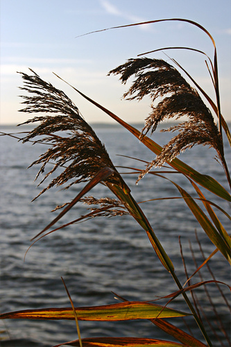 Pluimen