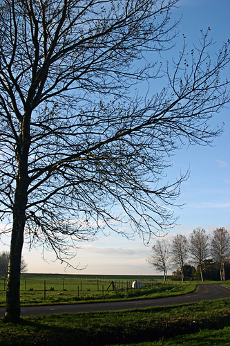 Ochtendgloren