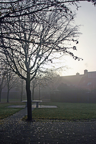 Ochtendmist