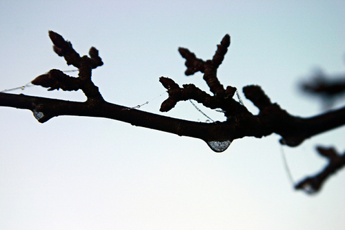 Drops