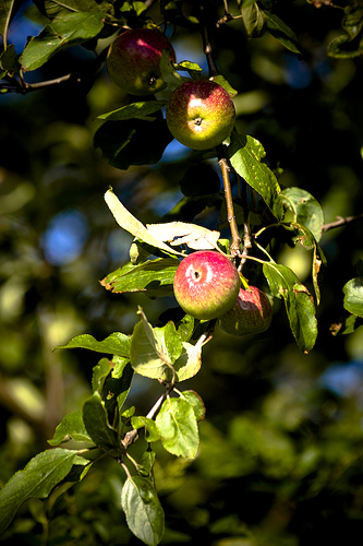 Appeltjes aan de bomen Appeltjes aan de bomen