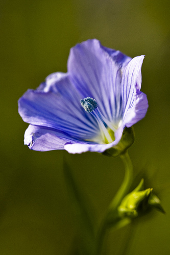 Morning light