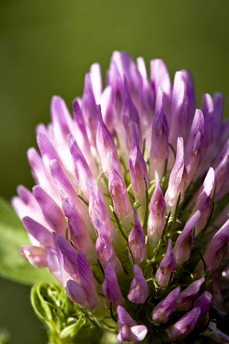 Purple & Green