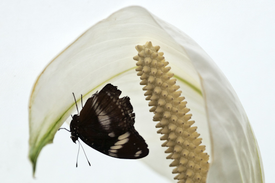 Verstopt onder een bloem, mooi contrast tussen de vlinder en de bloem, de ronding maakt het af