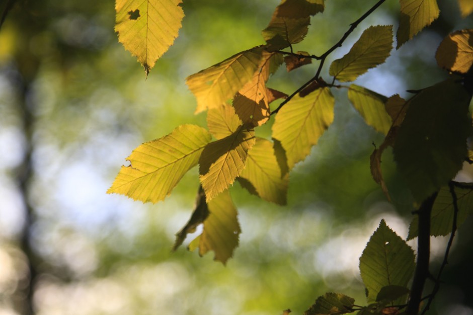 Herfst bokeh