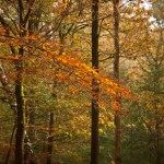 Leuvenumse Bos